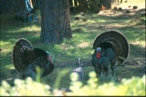 Two male turkeys court a female