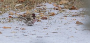 Common Redpoll