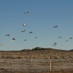 females_leaving_monument_lek 1