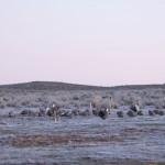 females_leaving_monument_lek