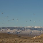 females_leaving_monument_lek 2